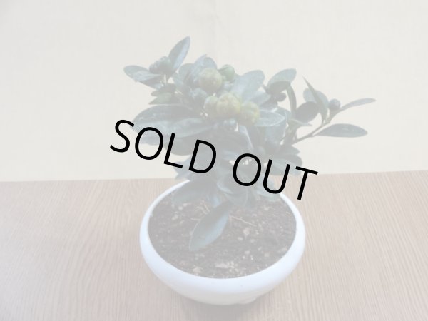 画像2: キンズ(4) (2)