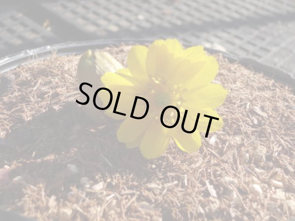 画像3: 福寿草 福寿海 2芽 (3)