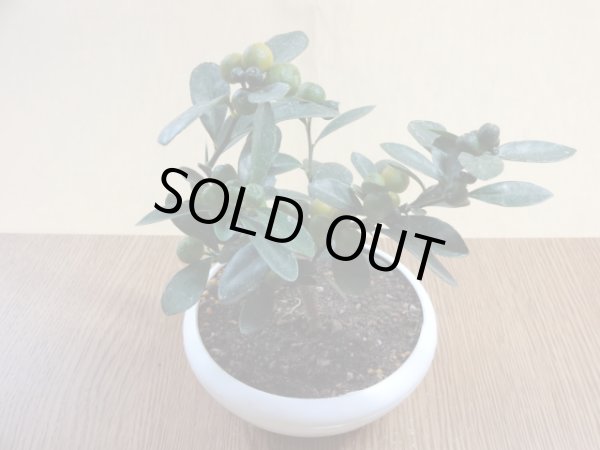 画像2: キンズ(3) (2)