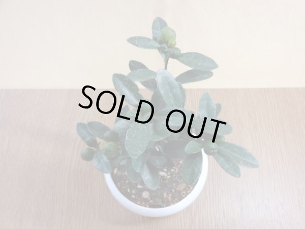 画像3: キンズ(2) (3)