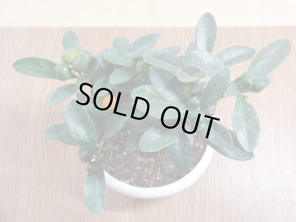 画像3: キンズ(1) (3)