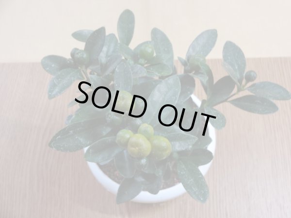 画像3: キンズ(4) (3)