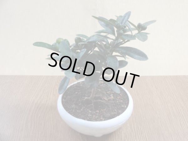 画像2: キンズ(1) (2)