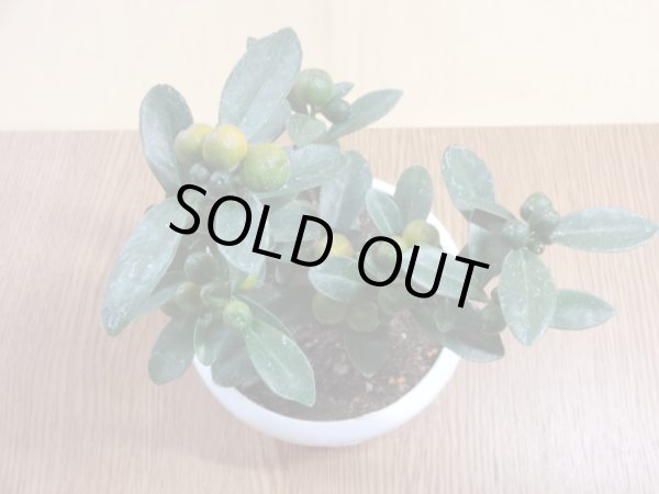 画像3: キンズ(3) (3)