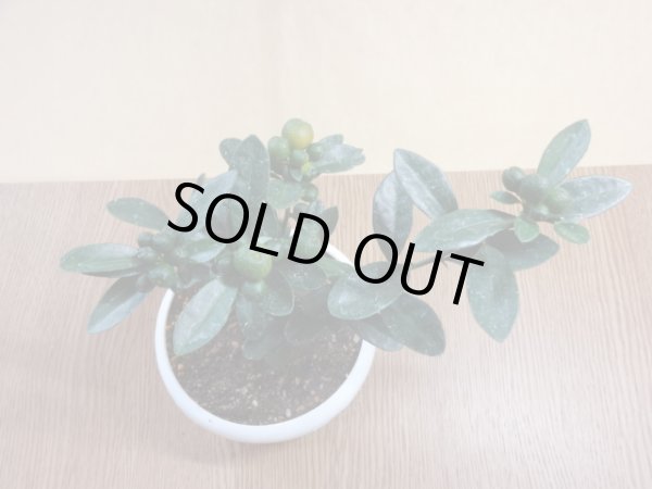 画像3: キンズ(5) (3)