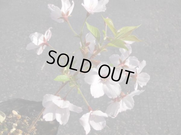 画像4: 御殿場桜(鉢植え) (4)