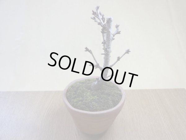 画像2: 御殿場桜(鉢植え) (2)