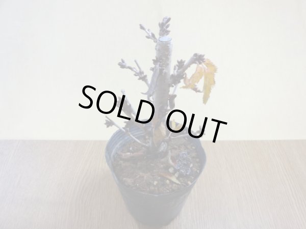 画像2: 御殿場桜(1) (2)