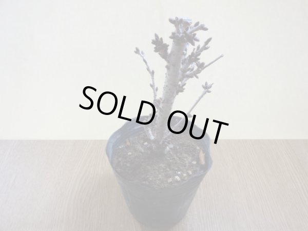 画像2: 御殿場桜(5) (2)