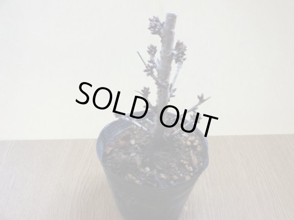 画像2: 御殿場桜(4) (2)