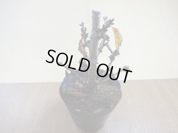 画像2: 御殿場桜(2) (2)