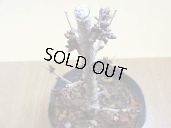 画像3: 御殿場桜(4) (3)