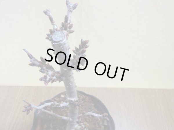 画像3: 御殿場桜(5) (3)