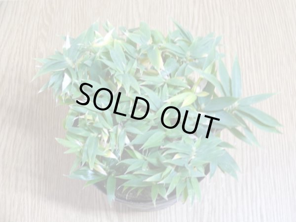 画像2: 小熊笹 (2)