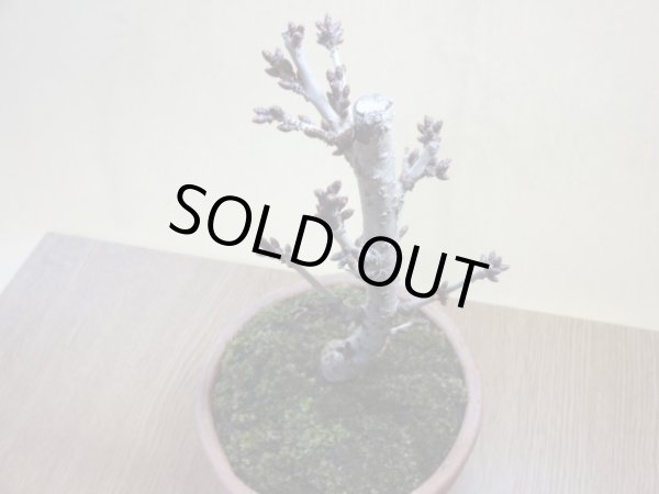 画像3: 御殿場桜(鉢植え) (3)