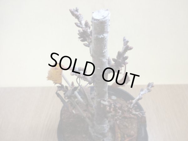 画像3: 御殿場桜(2) (3)