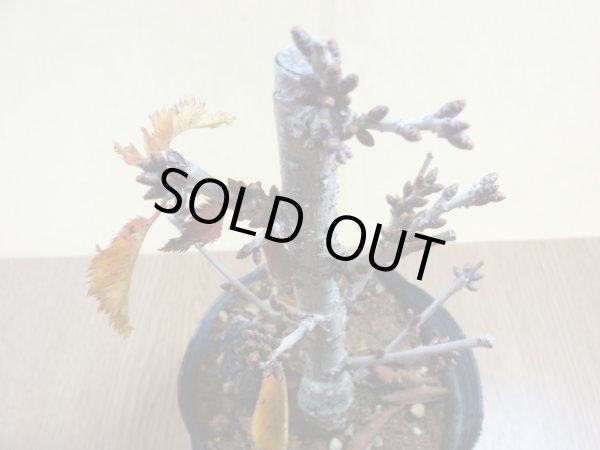 画像3: 御殿場桜(1) (3)