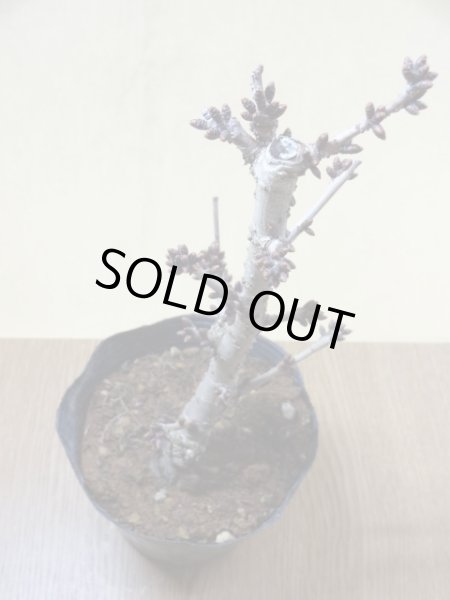 画像2: 御殿場桜(3) (2)