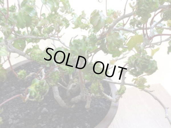 画像4: 獅子葉ツタ(鉢植え) (4)