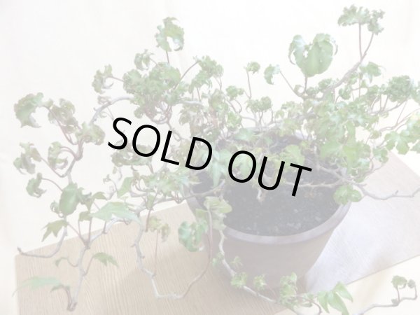 画像2: 獅子葉ツタ(鉢植え) (2)