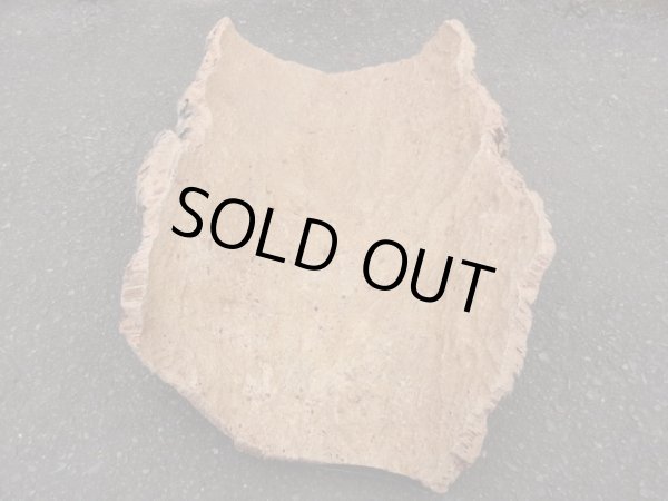 画像2: コルク 半丸(15) (2)