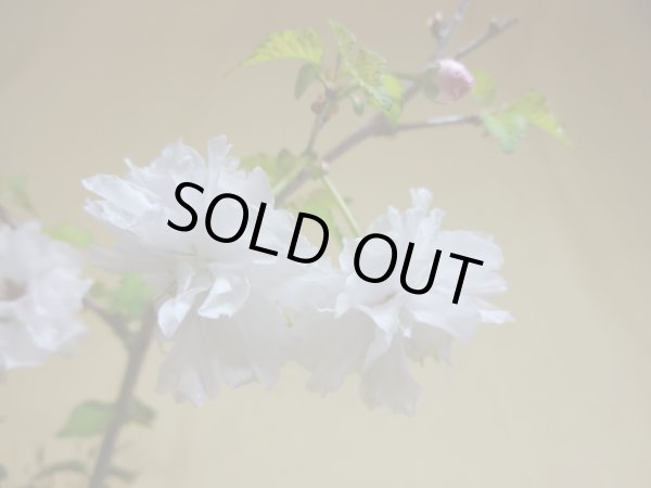 画像4: ミユキ桜(鉢植え) (4)