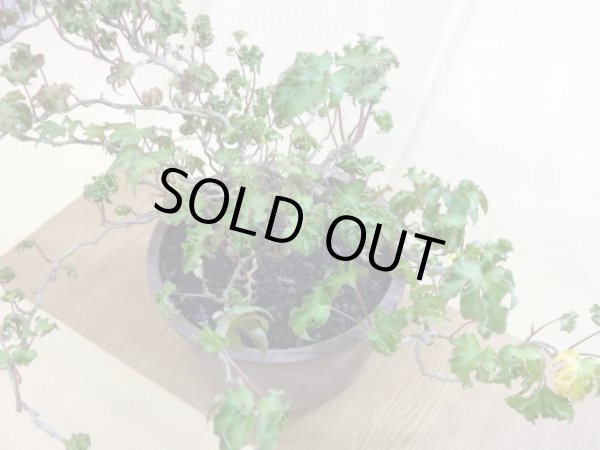 画像3: 獅子葉ツタ(鉢植え) (3)