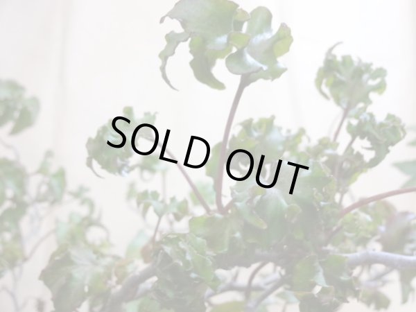 画像5: 獅子葉ツタ(鉢植え) (5)