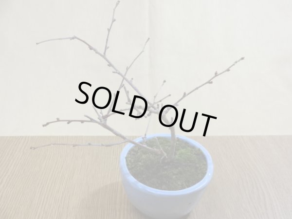 画像2: ミユキ桜(鉢植え) (2)