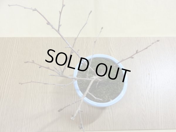 画像3: ミユキ桜(鉢植え) (3)