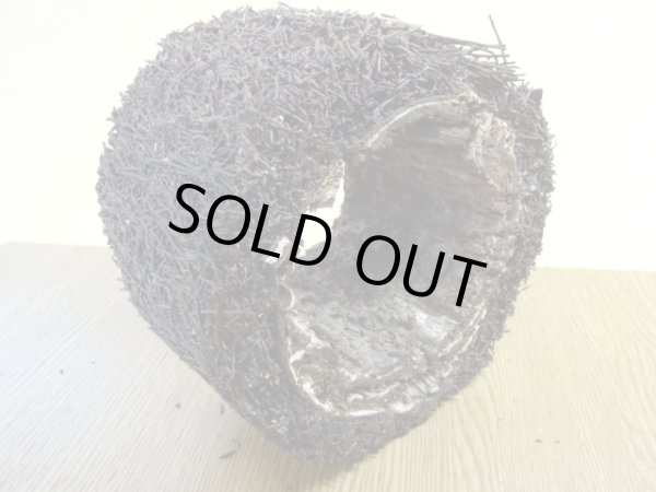 画像4: ヘゴ材 原木 丸(3) (4)