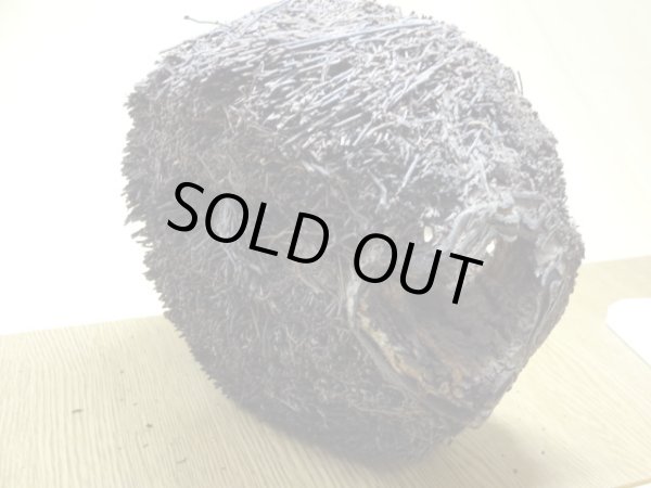 画像3: ヘゴ材 原木 丸(4) (3)