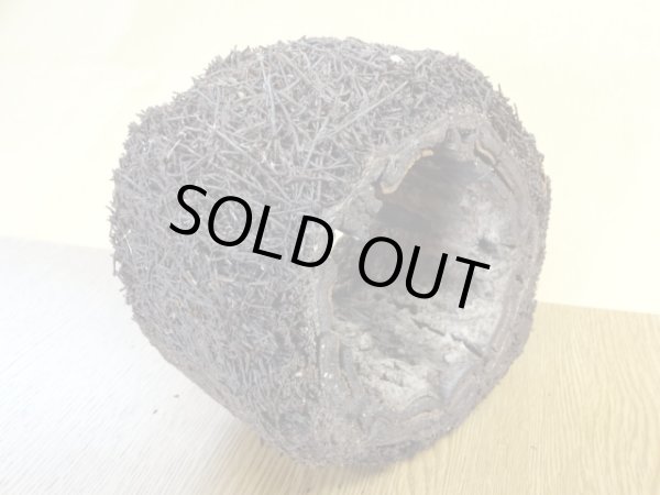 画像4: ヘゴ材 原木 丸(1) (4)