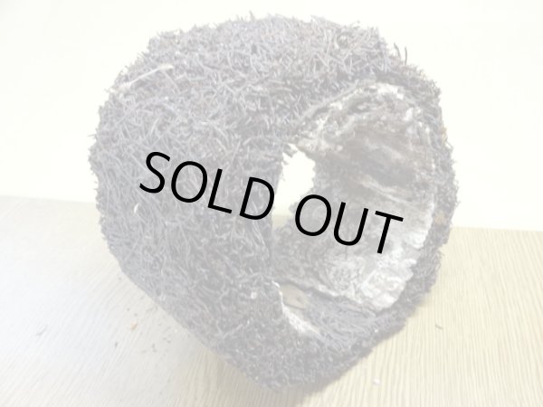 画像4: ヘゴ材 原木 丸(5) (4)