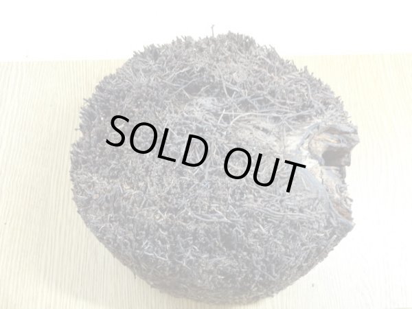 画像2: ヘゴ材 原木 丸(4) (2)