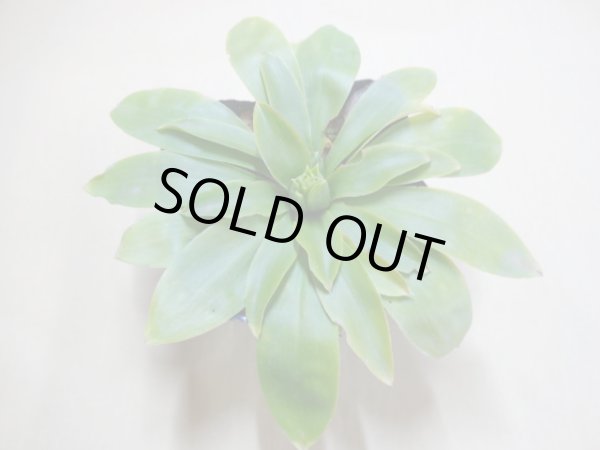 画像2: 純白ショウジョウバカマ (2)