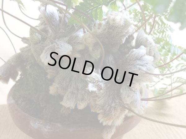 画像3: 石化トキワシノブ (3)