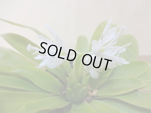 画像3: 純白ショウジョウバカマ (3)