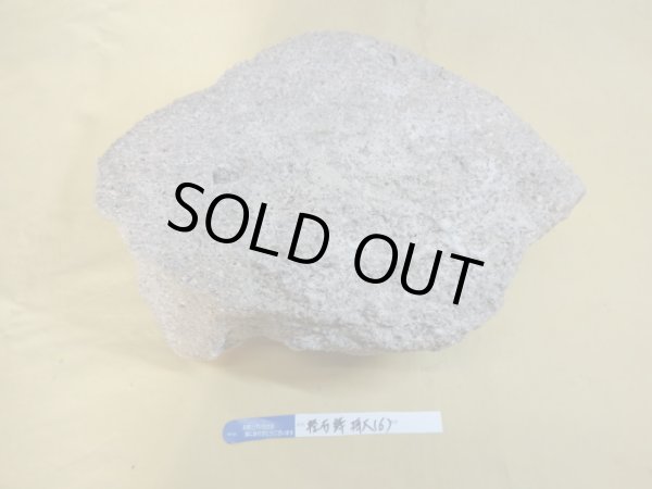 画像3: 軽石鉢 特大(6) (3)