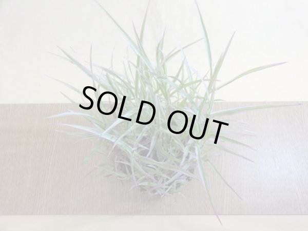 画像2: アケボノアシ 根洗い(3) (2)