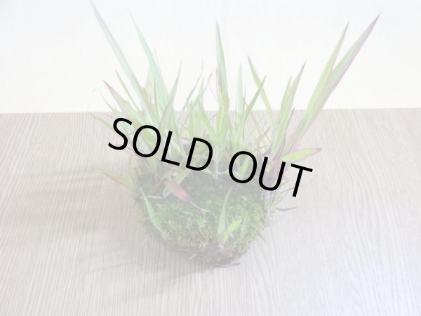 画像3: 紅アシ 根洗い(3) (3)