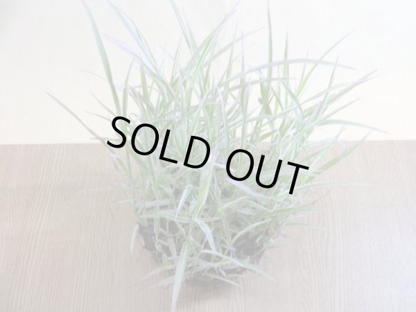 画像3: アケボノアシ 根洗い(2) (3)