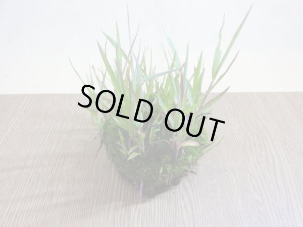 画像3: 紅アシ 根洗い(1) (3)