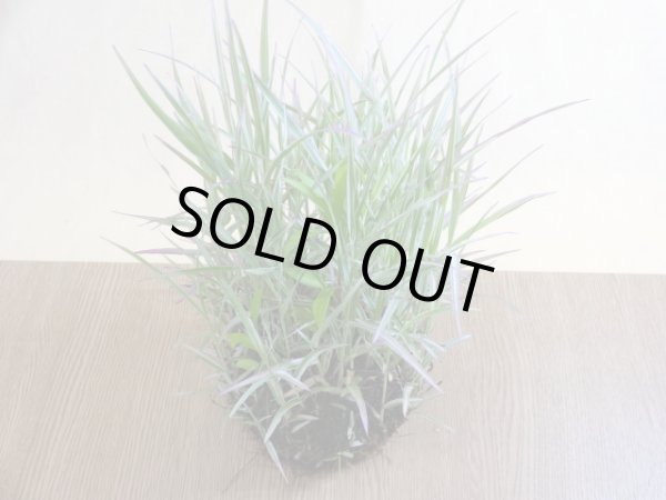 画像3: アケボノアシ 根洗い(4) (3)