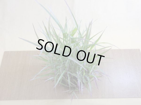 画像2: アケボノアシ 根洗い(4) (2)