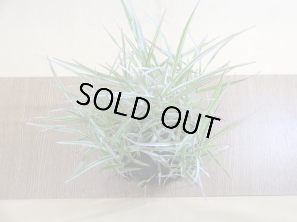 画像2: アケボノアシ 根洗い(2) (2)