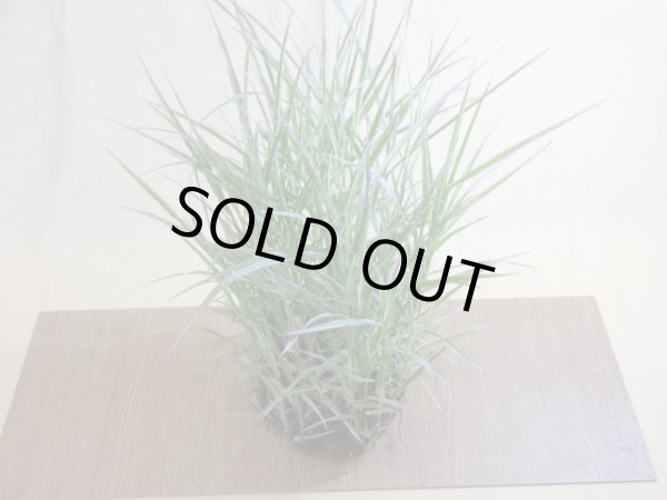 画像3: アケボノアシ 根洗い(1) (3)