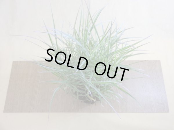 画像2: アケボノアシ 根洗い(1) (2)