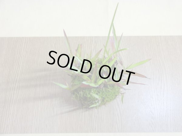 画像2: 紅アシ 根洗い(2) (2)