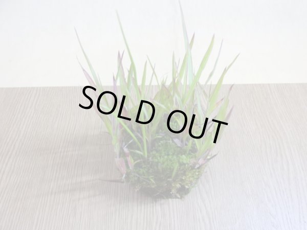 画像3: 紅アシ 根洗い(2) (3)